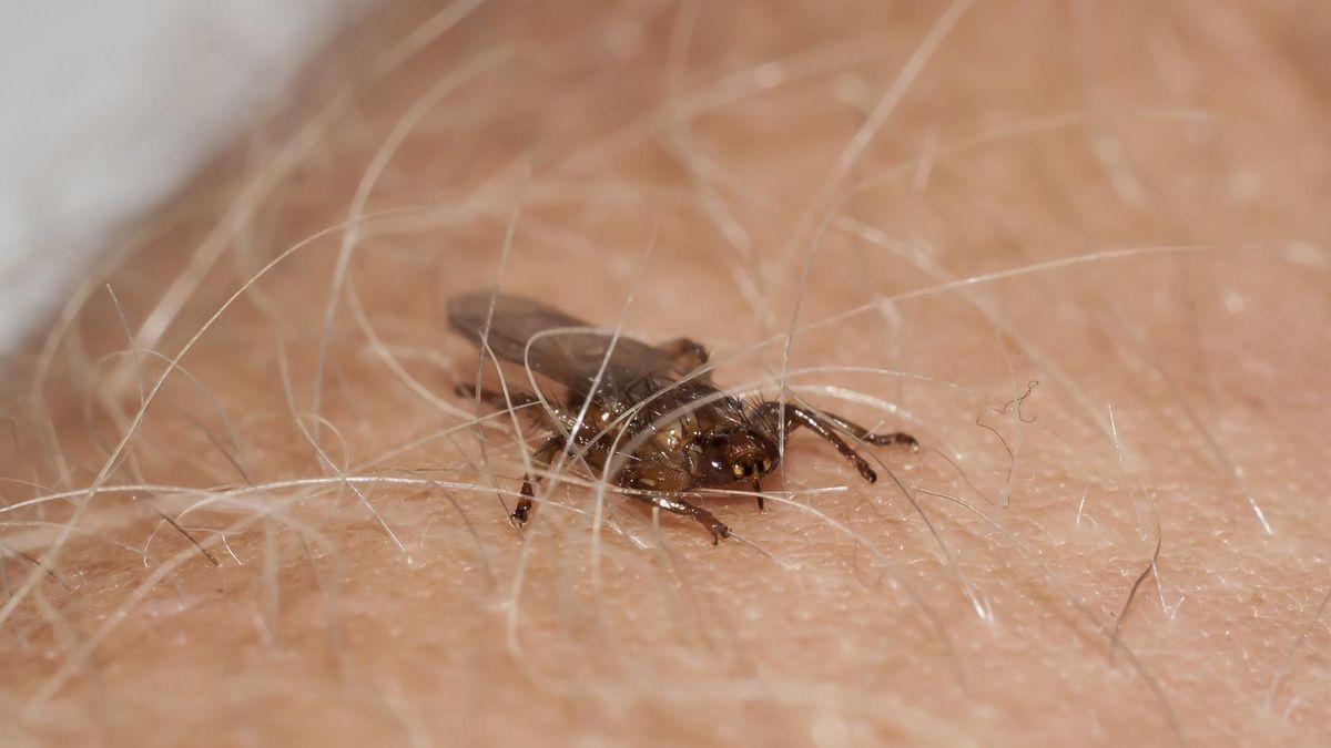 Latające kleszcze to bardzo groźne owady znajdujące się w Polsce