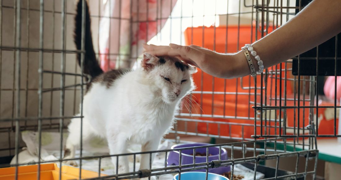 Polacy boją się adoptować psy i koty. 36 proc. wskazuje na ten sam problem