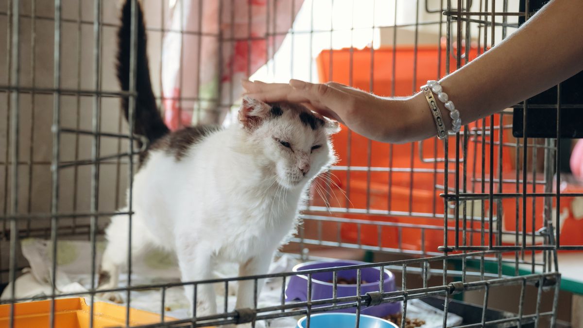 Adopcja psa lub kota budzi obawy