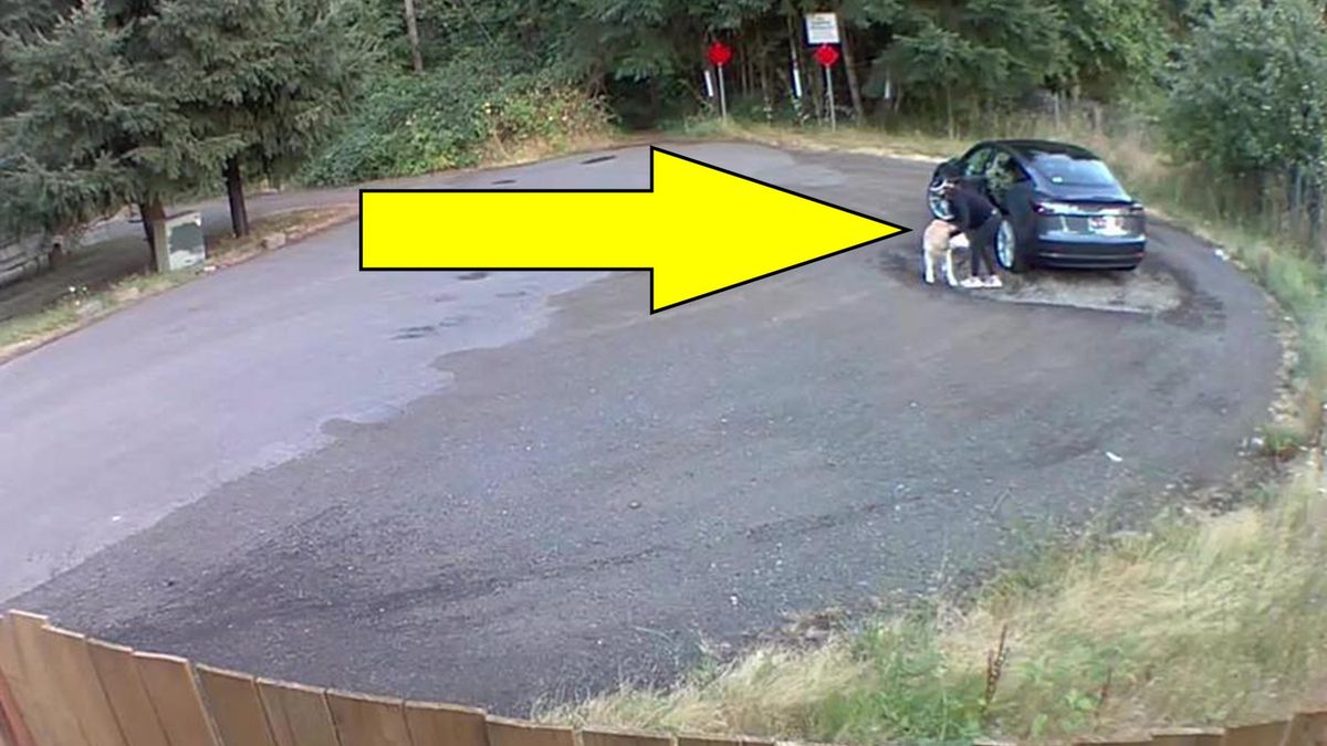 Porzuciła psa i uciekła. Wszystko nagrała kamera