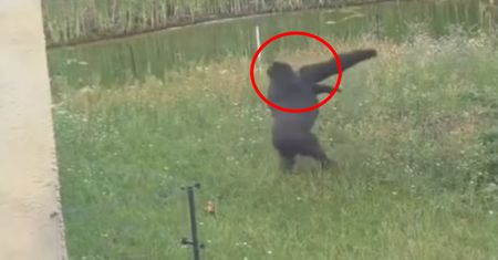 Wideo z Warszawy. "Tego nie da się obejrzeć tylko raz"