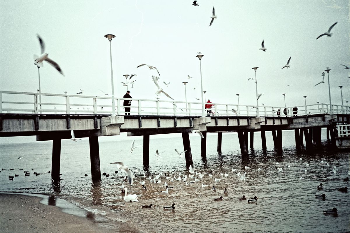 "Wysoce zjadliwa grypa ptaków". Sopocki magistrat apeluje