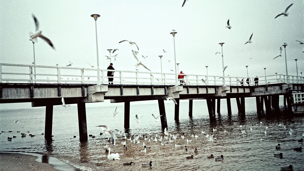 Kolejne potwierdzone przypadku ptasiej grypy w Sopocie