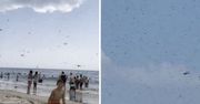 Inwazja owadów. Poruszenie na plaży w USA