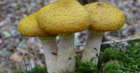 Gdy go zobaczysz, przetrzesz oczy ze zdumienia. Wyjątkowy grzyb