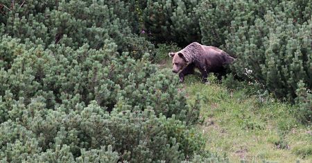 Ostrzeżenie dla turystów. Niedźwiedź pojawił się w woj. małopolskim