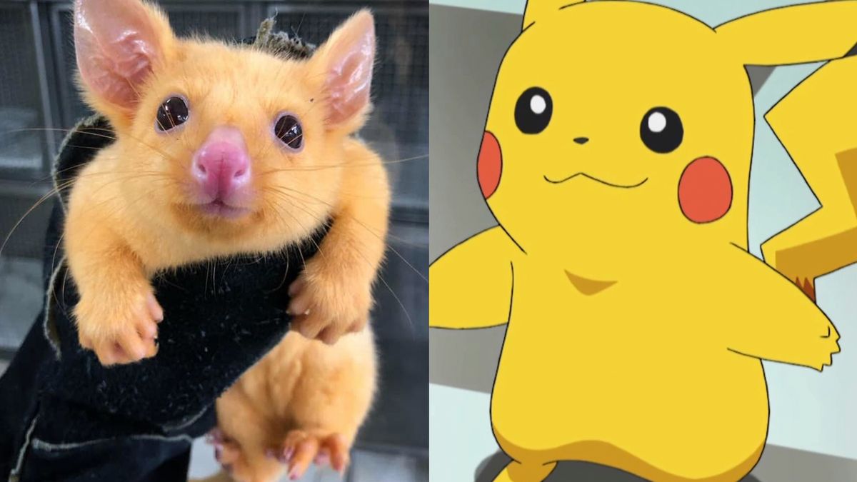 Pamiętasz Pokemony? Pikachu istnieje naprawdę i żyje w Australii 1