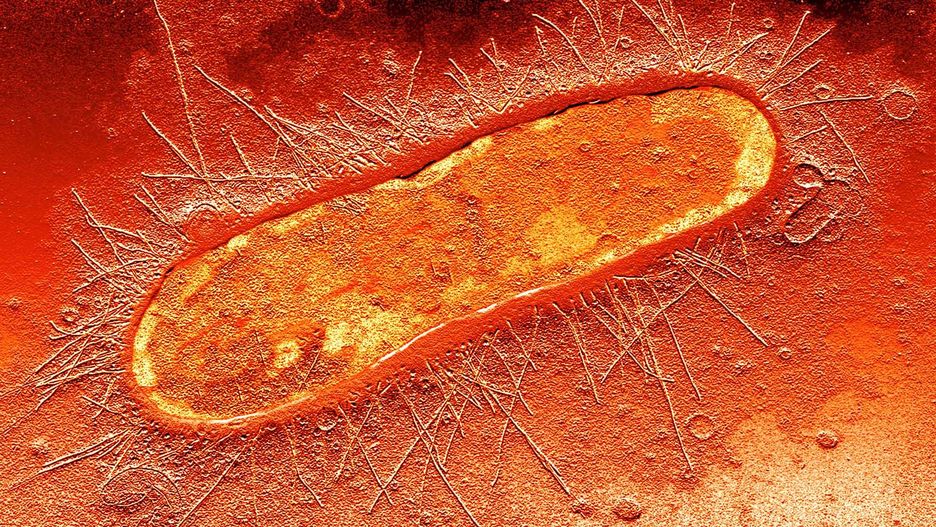 Escherichia coli