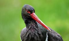 Pierwszy czarny bocian w Polsce. Do gniazda wróciła Skierka