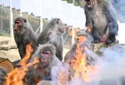 Indie. Mordercze małpy opanowały miasto. Nie żyje 250 szczeniąt