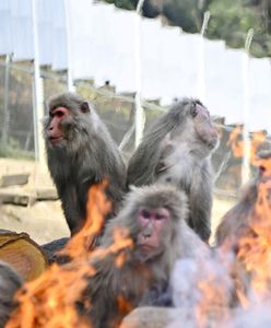 Indie. Mordercze małpy opanowały miasto. Nie żyje 250 szczeniąt