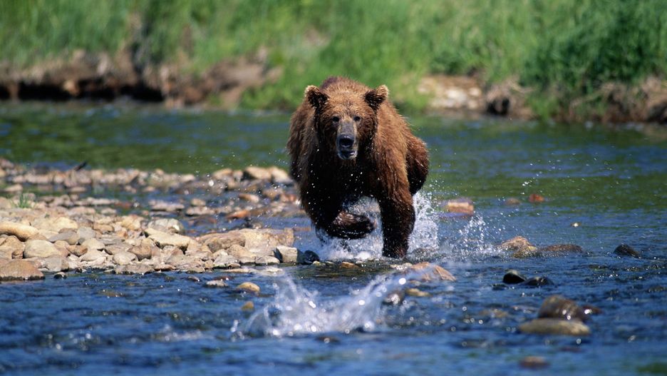 Niedźwiedzie tylko z pozoru są łagodnymi zwierzętami. W starciu z człowiekiem bywają bardzo agresywne