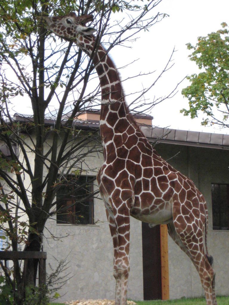 Śląski Ogród Zoologiczny w Chorzowie