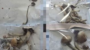 Wszedł na cudzą działkę. Znaleźli przy nim magiczne grzyby