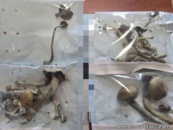 Wszedł na cudzą działkę. Znaleźli przy nim magiczne grzyby