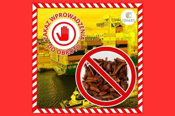 Gdańsk: Ponad 15 ton suszonych maślaków zatrzymanych w porcie. Wykryto poważne uchybienia