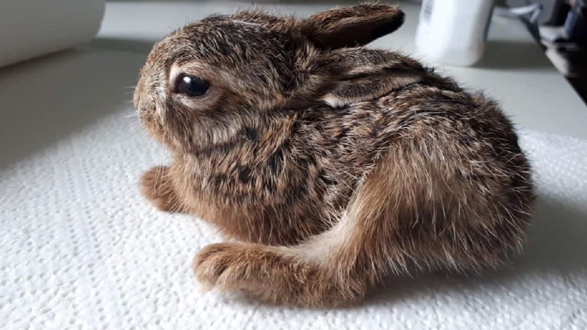 Motornicza tramwaju uratowała zajączka