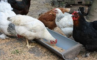 Rewolucja w rolnictwie. Zbliża się koniec ery klatek