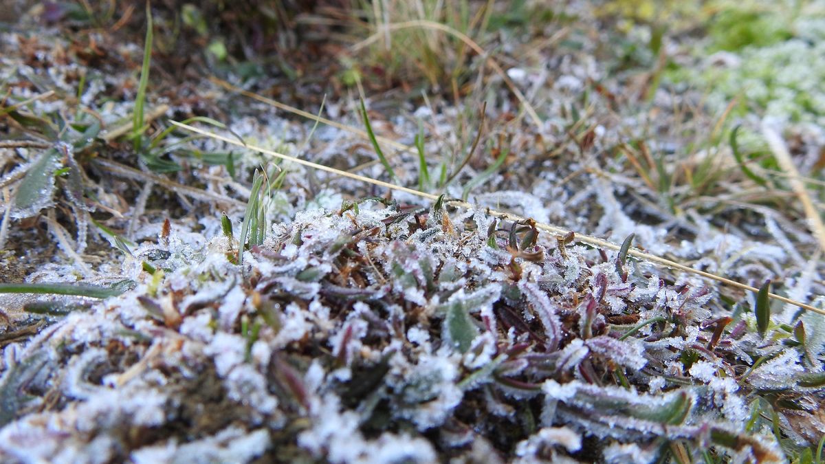 Ostrzeżenie przed przymrozkami w Zielonej Górze