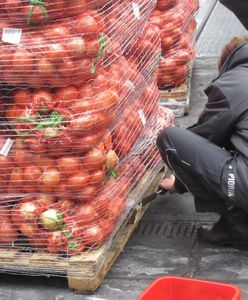 Dziesiątki ton cebuli z Rosji zatrzymane na granicy. Oto powód