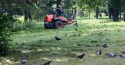 Kosiarki na bydgoskich osiedlach powoli idą w ruch. Zdania na temat trawników przy blokach podzielone