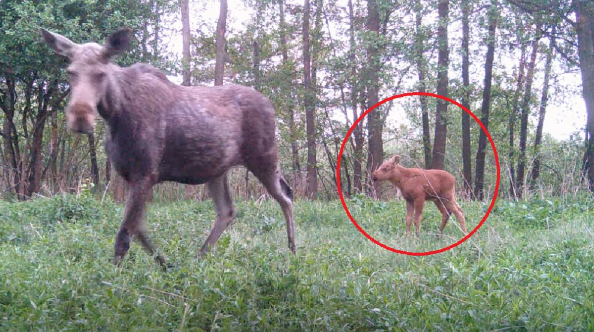 Leśnicy pokazali niezwykłe nagranie. Młody łoś zaskakuje
