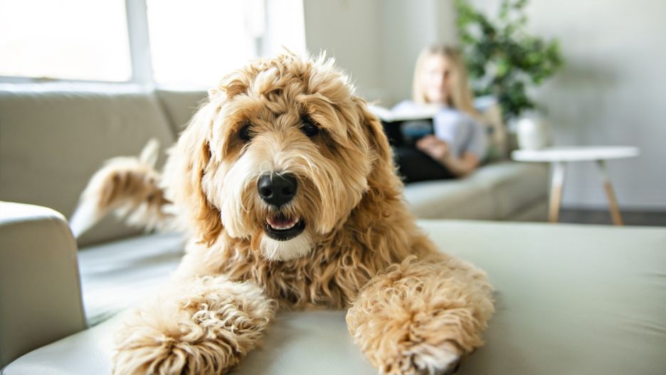 woman with his Golden Labradoodle dog reading at home
