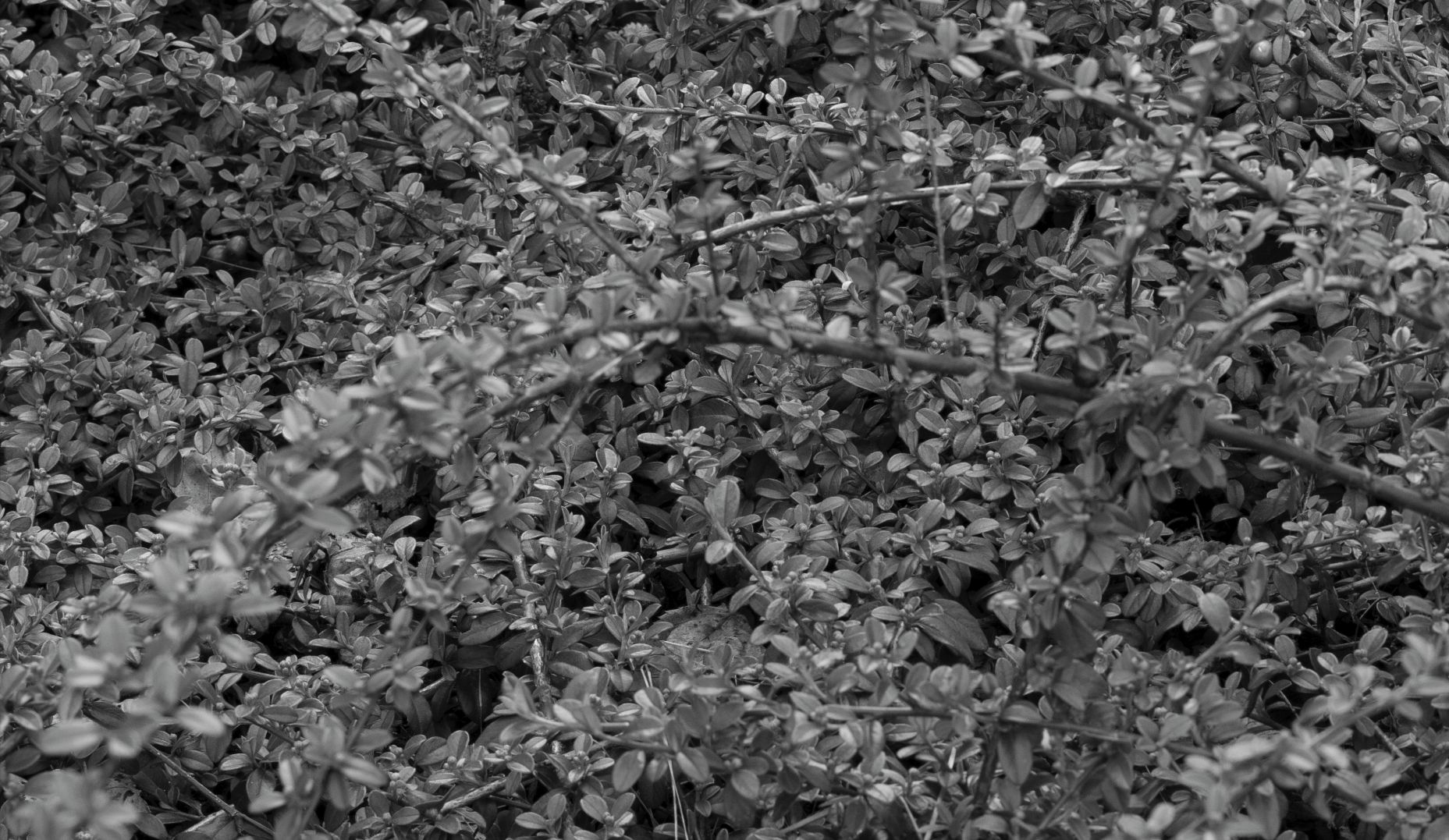 Trzydzieści pięć milimetrów najlepszej klasyki dla bezlusterkowców - Zeiss Biogon ZM 35 mm f/2 60