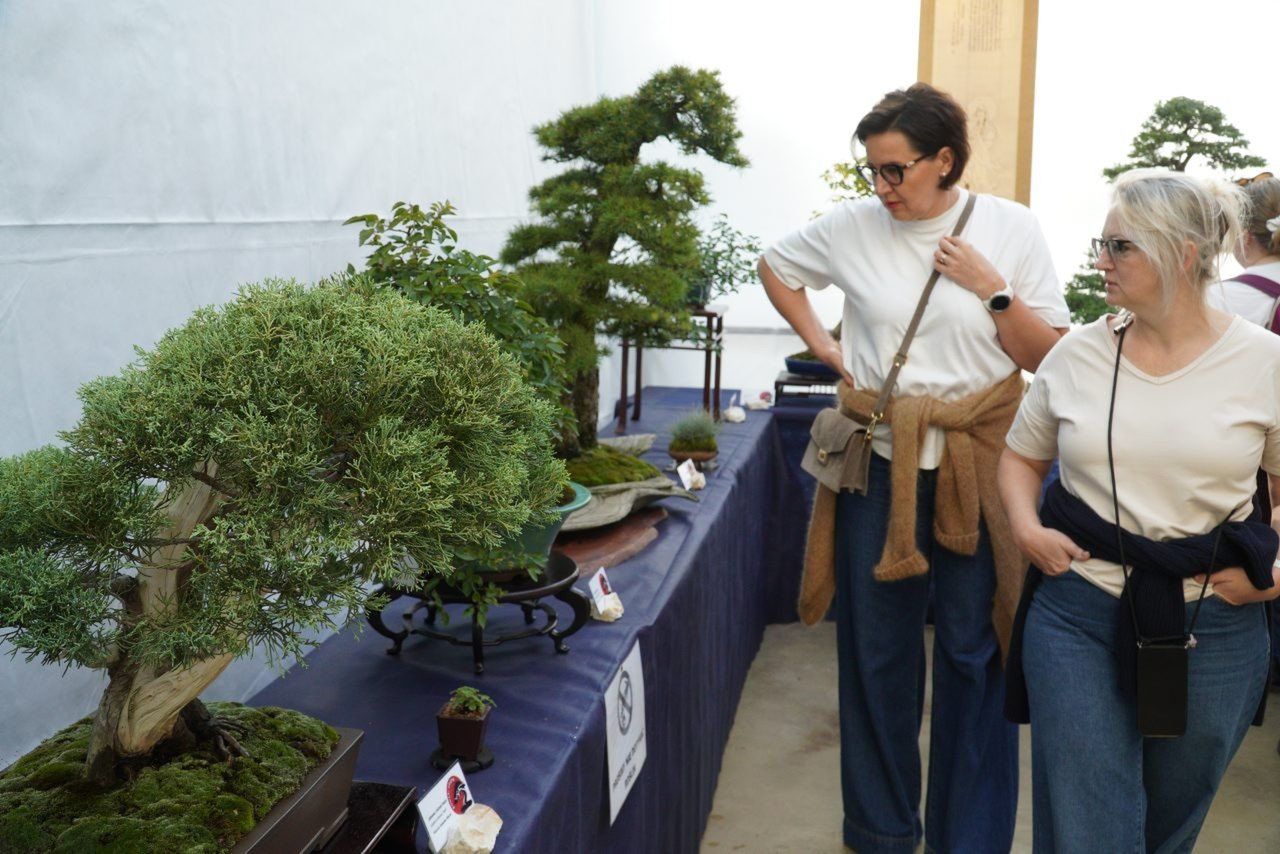 Łódź: Wystawa drzewek bonsai i warsztaty w Palmiarni