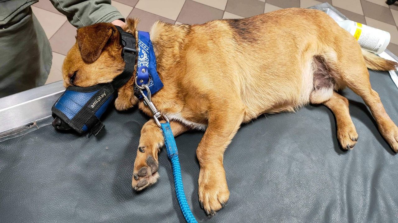 Ratowice. Psy zostawione na mrozie bez opieki. Jeden z nich zamarzł