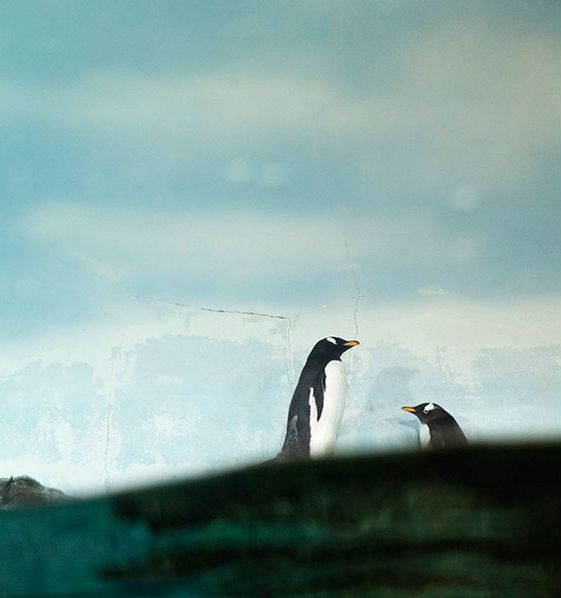Melancholia i smutek zwierząt z ogrodów zoologicznych na poruszających zdjęciach 15