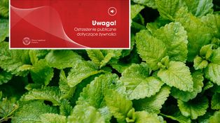 Zioła z groźną bakterią. GIS wydał ostrzeżenie