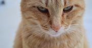 Twój kot ma w sobie coś z psychopaty? Naukowcy stworzyli specjalny kwestionariusz
