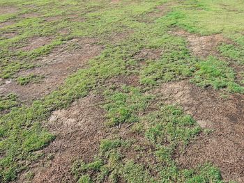 Masz suche placki na trawniku? Ta roślina uratuje twój ogród