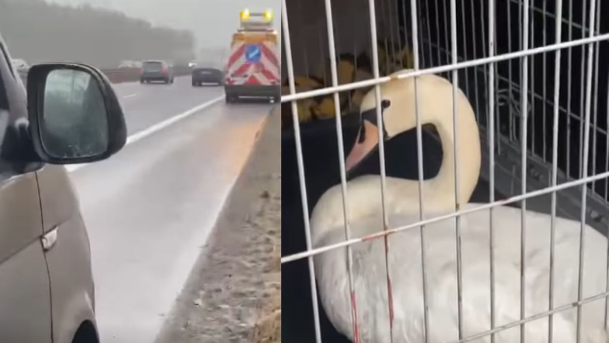 Nietypowa interwencja na trasie S3