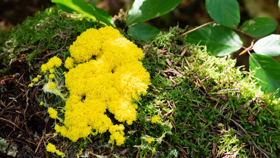 Jeden z gatunków śluzowca - wykwit piankowaty