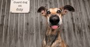 Najzabawniejsze zdjęcia zwierzaków domowych. Konkurs wygrał ten "pies stróżujący"
