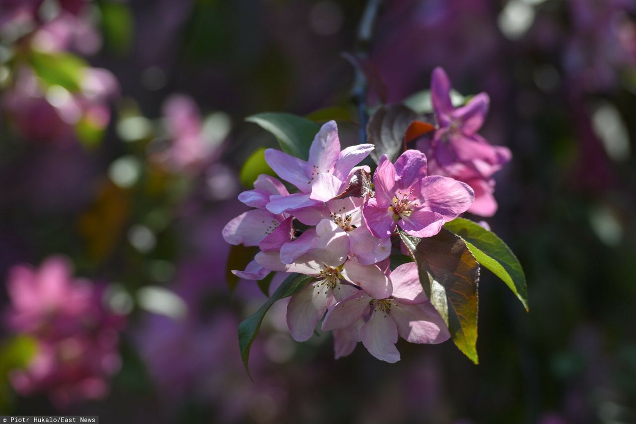 Wiśnie przegrały z przymrozkami. "Straty sięgają nawet 95 proc."