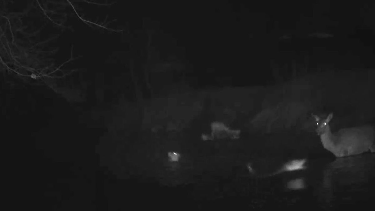 Psy zaatakowały łanię jelenia 