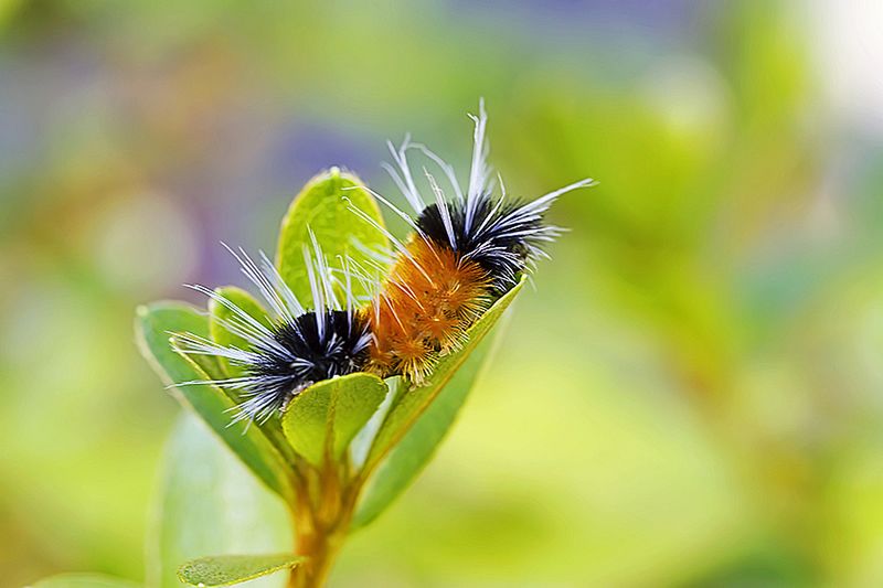 Znamy zwycięzców konkursu International Garden Photographer of the Year 2016 10