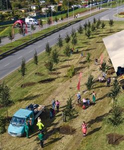 Nowa aleja lipowa w Gdańsku. Aktywiści grzmią o niedalekim "cmentarzysku drzew"