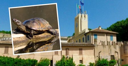 Relikt epoki lodowcowej zadomowił się wokół willi prezydenta Włoch