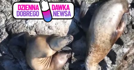 Uratowali rannego uchatka grzywiastego. Wszystko dzięki dronowi