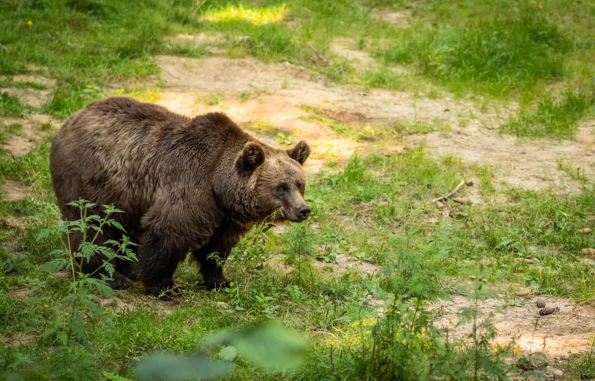 Głodny niedźwiedź pożerł 40 kg miodu w północnej Grecji
