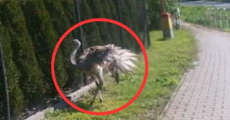 Struś uciekł z gospodarstwa. Gdzie jest ten duży ptak?