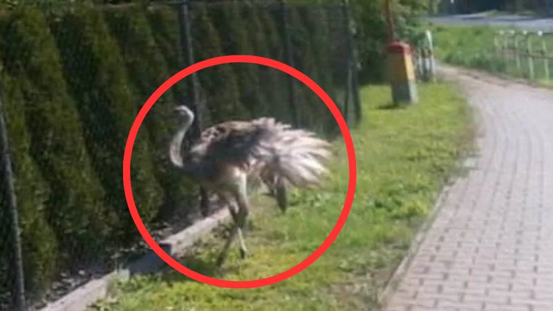Struś uciekł z gospodarstwa