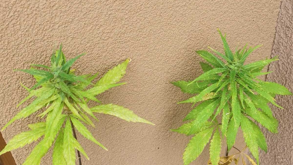 Marihuana na posesji