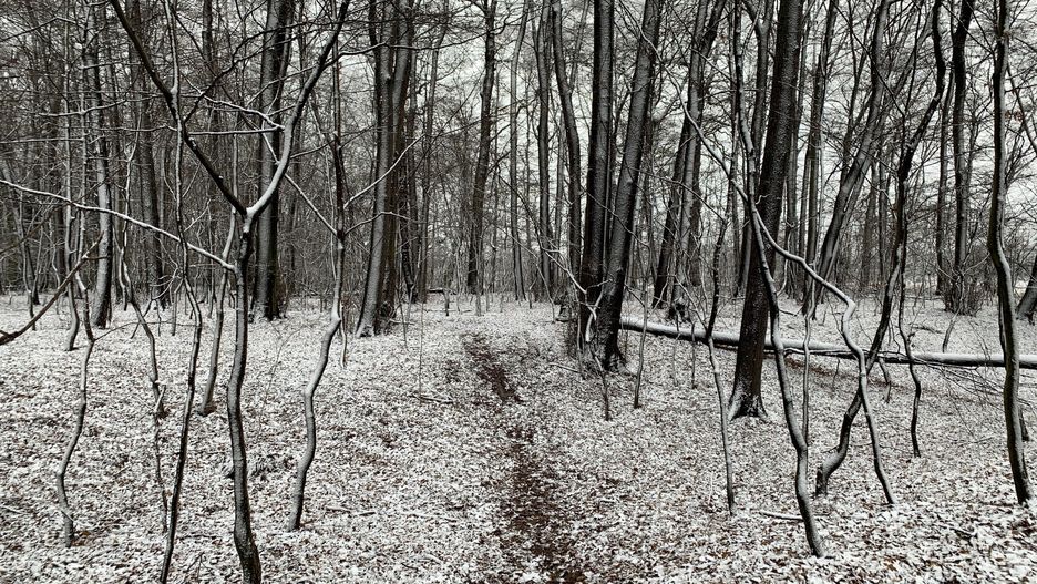 Pogoda. Wrocław. 12 stycznia 2021 - załamanie aury. Kilka dni z opadami śniegu