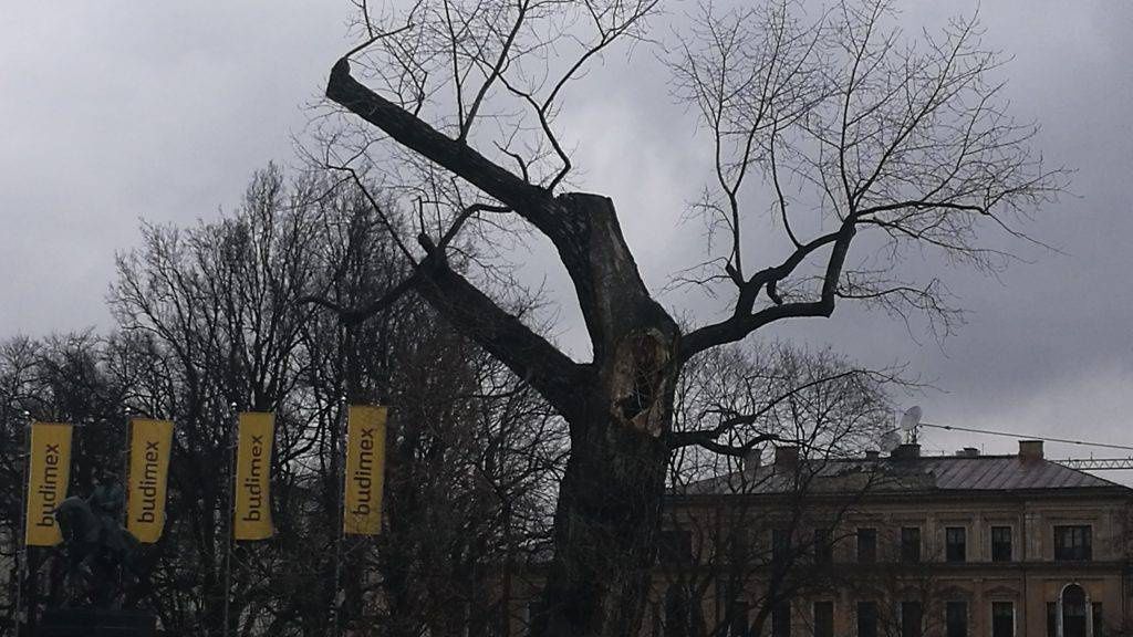 Baobab na placu Litewskim w Lublinie