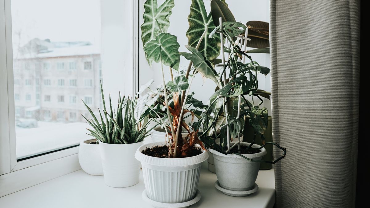 Jak zadbać o rośliny doniczkowe zimą?